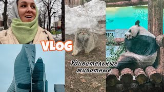 VLOG: ОТКРЫЛА РОТ ОТ УДИВЛЕНИЯ 💚 МОСКОВСКИЙ ЗООПАРК / ПОСЛЕДНИЕ ДНИ В СТОЛИЦЕ