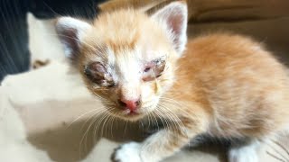 Rescue Of Blind Baby Kittens From The Rubble And Cries For Help/Kitten Rescue