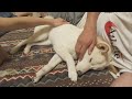 病院で疲れてぐったりしてた柴犬を夫婦の間で撫でてあげると…