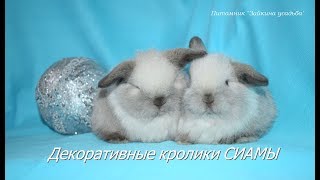 Где купить декоративного кролика? - Крольчата СИАМЫ в питомнике Зайкина усадьба для вас Где купить декоративного кролика? - Крольчата СИАМЫ в питомнике Зайкина усадьба для вас