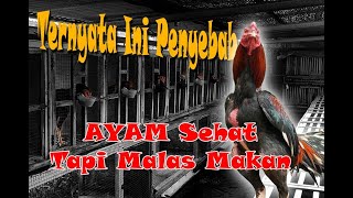 CARA MENGATASI Ayam  Tidak Mau Makan, ( Kalu dibiarkan Bisa berakibat buruk)