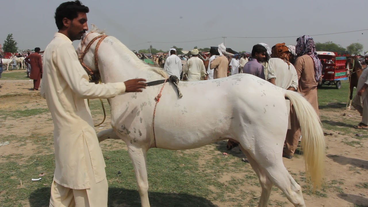 white horse for sale in market by nawaz horse wala YouTube