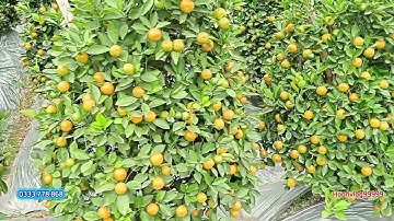 QUẤT CẢNH TẾT TẠI HƯNG YÊN QUẤT TẾT 2026 DÁNG THÁP THÔNG CÂY ĐẸP QUẢ SAI NHÌN LÀ MÊ