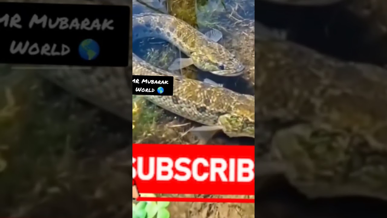 two headed fish 🐟 human DNA 🧬😀 