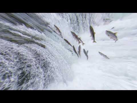 ვიდეო: კელტური ცხოველების ჰოროსკოპი: ორაგული