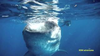 Whale Shark And Manta Ray Diving 2013