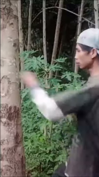 MENTAHAN ORANG MUKUL POHON || VIRAL TIK TOK