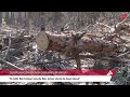 Xırdalanda yüzlərlə ağac kökündən çıxarılır -  Səbəbi açıqlandı | APA TV