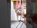 もう逃げられない猫😂#petgadgets#面白い猫#catcare