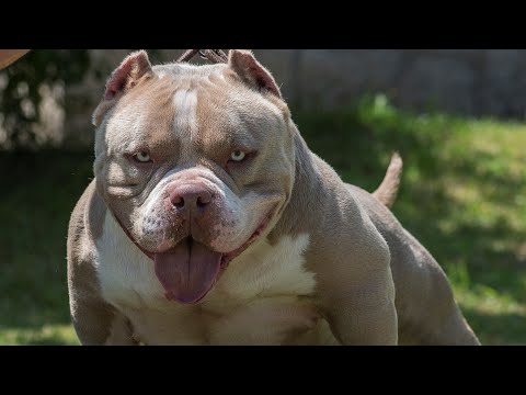 Video: Diferența Dintre Bulldogul American și Pitbull