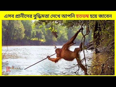 ভিডিও: শিম্পাঞ্জিরা কি ধরনের হাতিয়ার ব্যবহার করে?