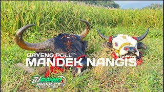 Jingel bantengan terbaru( mandek nangis ){putra sabdo wali}remikxer by.samid project