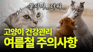 🌞고양이 여름나기, 여름철 주의사항, 건강관리 수의사가 알려드려요!