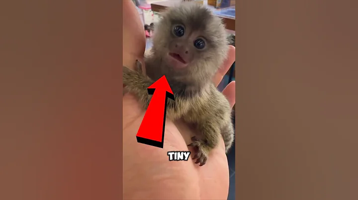 Watch the video about Top 5 Exotic Pets You Can Own ! #shorts #flyxo