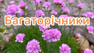 БАГАТОРІЧНІ рослини МОГО САДУ. 🧡🌿