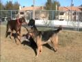 Dog Park Training - Fixing dog park problems before they escalate.