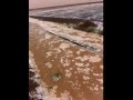 امطار و بردية على منطقة حائل