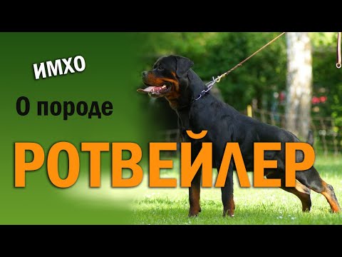 РОТВЕЙЛЕР - ИМХО