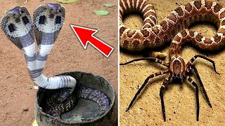 Top 10 Rarest Snakes In The World
