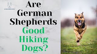 Are German Shepherds Good Hiking Dogs? by Anything German Shepherd 481 views 3 months ago 59 seconds