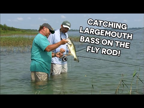 How To Catch Largemouth Bass On A Fly Rod! 