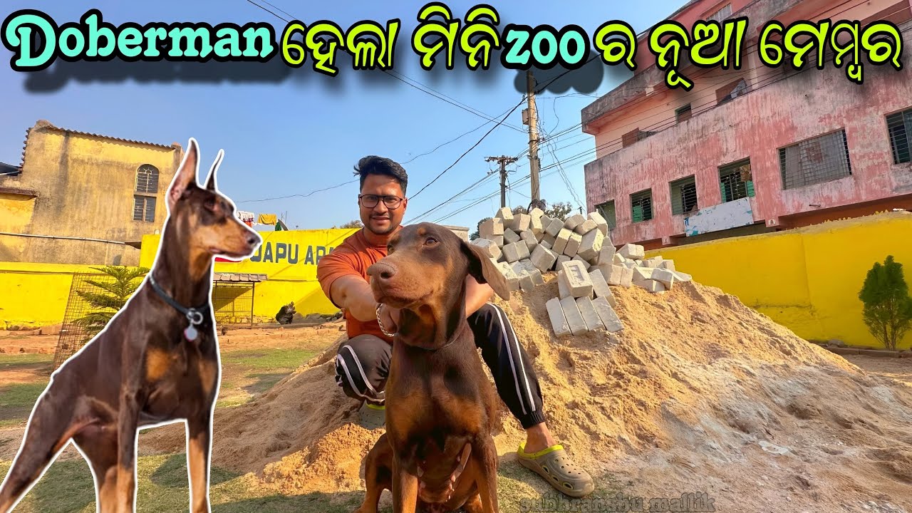Doberman ହେଲା ମିନି ZOO ର ନୂଆ ମେମ୍ବର || Labrador Dog ||Pitbul Dog || Pet Lover || animal Lover ||