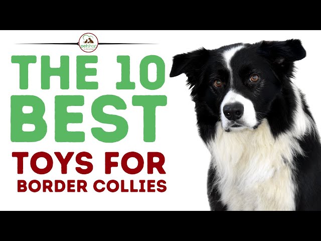 The Best Toys for Border Collies 