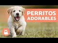 CACHORROS TIERNOS Y BONITOS 🧡 ¡Vídeos de Perros Cachorros!