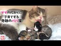 奇跡！パパ猫がついにオッパイをあげ始めました…