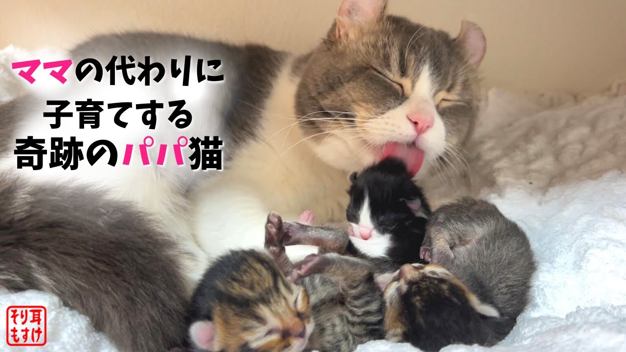 奇跡！パパ猫がついにオッパイをあげ始めました…