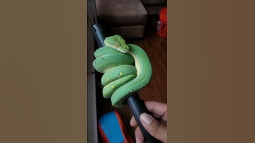 Blueline Green Tree Python