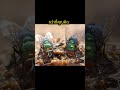 แมลงวันหัวเขียวเหล่านี้ไปทำอะไรตรงนั้น ?? #shorts #funny