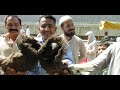 Kabutar Market Lalukhet Sunday Video Latest Update 10-10-21 in Urdu/Hindi.