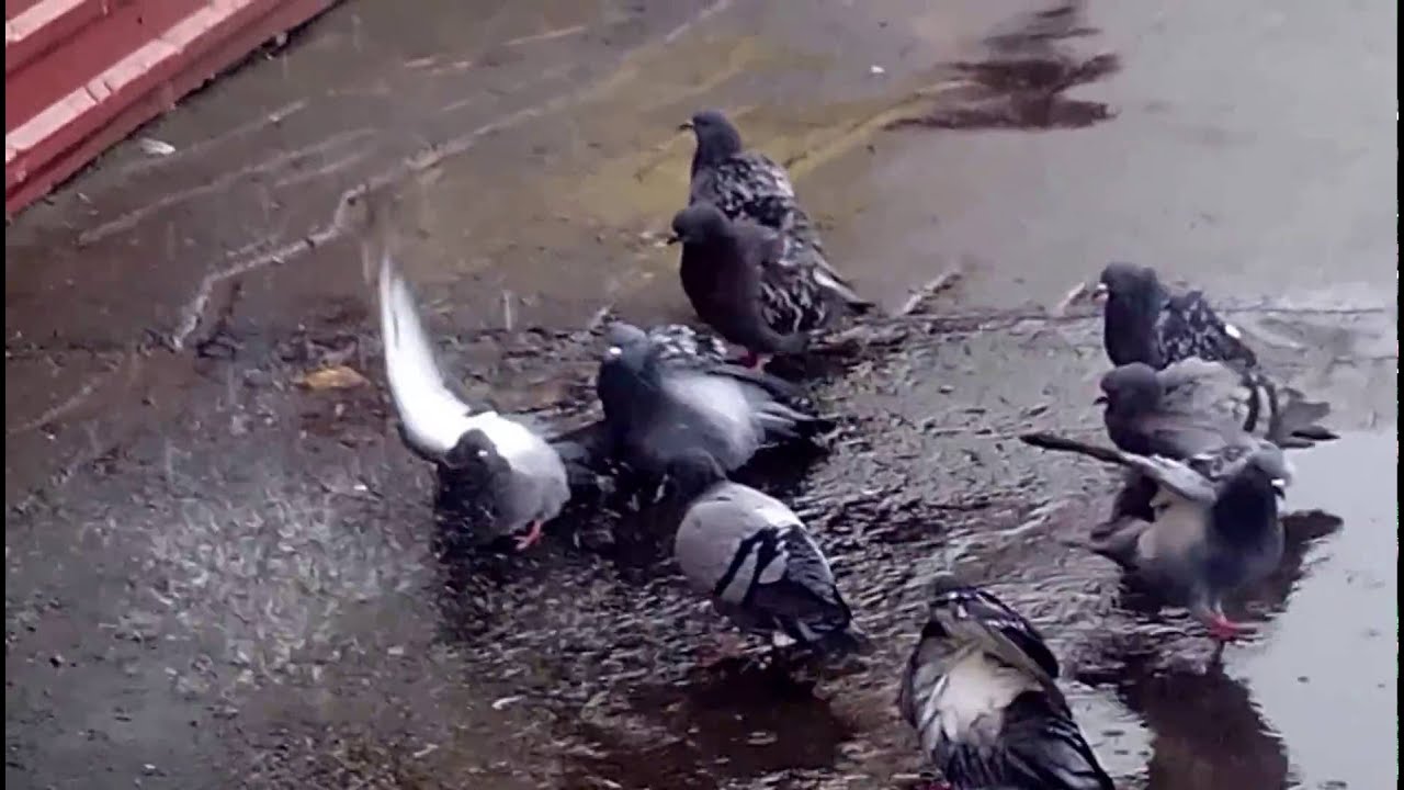 Голубь под капотом