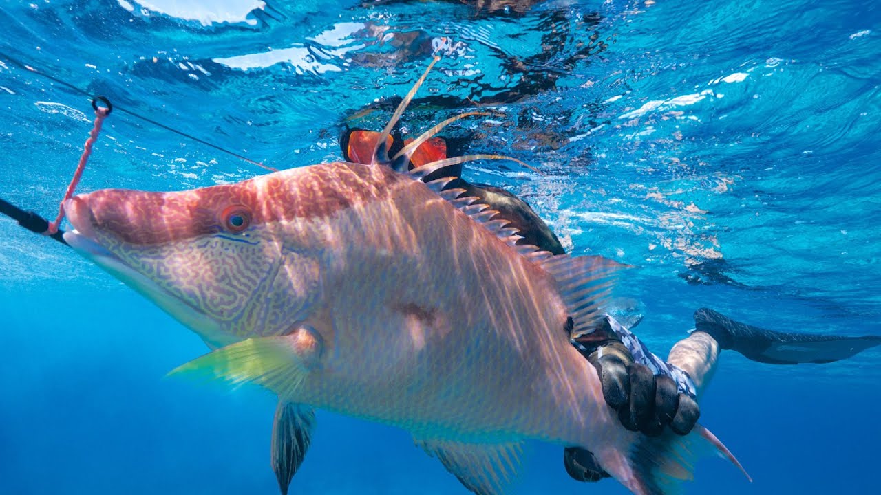 Headhunter Spearfishing takes the pole spears south- The Jumentos