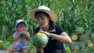 Collect super big watermelons to sell at the market,live on the farm,cook,stir-fry meat with carrots