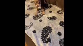 Chihuahua Got A Little Hyperactive