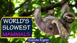 The Extreme Life of Sloths in Suriname, South America | The Slowest Mammal On Earth | Oneindia News
