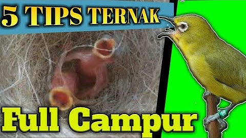 5 TIPS VOOR HET GEMAKKELIJK LEVEN PLECI VOLLEDIGE MENGSEL VOOR BEGINNERS | ZOSTEROPS KWEEK