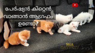 Persian Kittens For Sale at Trivandrum | Persian Cat 2021 cage visit in Malayalam