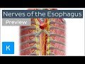 Nerves of the esophagus (preview) - Human Anatomy | Kenhub