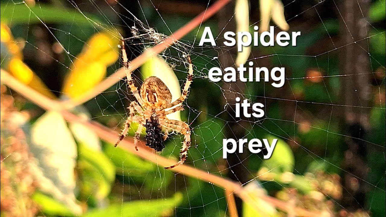 A garden spider (Araneus diadematus) 🕷 eats its prey
