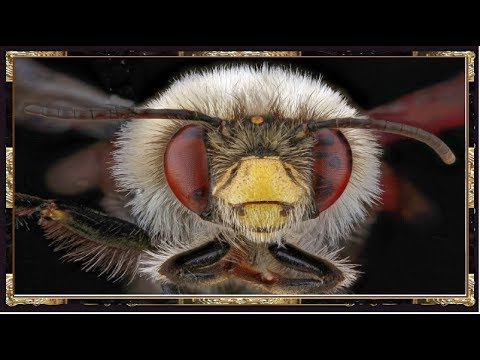 Вопрос: Сколько у пчёл глаз?