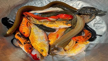 Kem Chanel lái công nông bắt cá ống nước chảy có cá chép, cá vàng, cá trê bự, con rùa, cá sấu