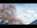 Live: Feel the breath of spring in peach blossoms of SW China&#39;s Nyingchi – Ep. 3