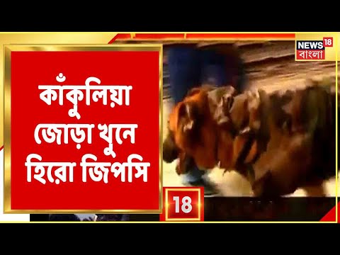 ভিডিও: গরম ক্ষুধা 