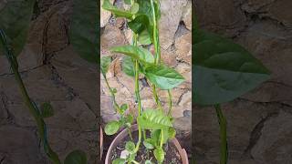 Mi Planta de Espinaca de Malabar