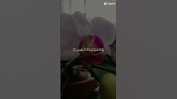 سورة الفاتحة #القران الكريم #راحة نفسية