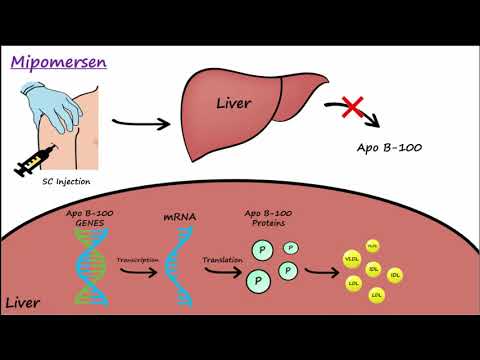 Mipomersen -  Mechanism of Action