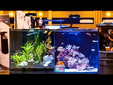 crystal dynamic tanks at